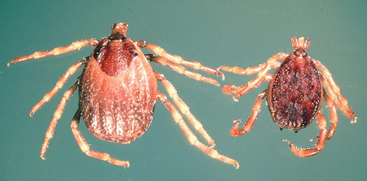 Vrouwtje (links) en mannetje (rechts) van de teeksoort Hyalomma anatolicum excavatum, de soort die nu in Noorwegen is gevonden.
